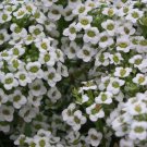 ALYSSUM CARPET OF SNOW Lobularia Maritima - 10,000 Bulk Seeds