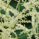 ARUNCUS WHITE Aruncus Dioicus - 1,000 Bulk Seeds