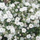 BABY'S BREATH Gypsophila Elegans Bulk - 10,000 Bulk Seeds BABY'S BREATH Gypsophila Elegans Bulk - 10,000 Bulk Seeds