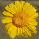 DAISY GARLAND Chrysanthemum Coronarium - 11,000 Bulk Seeds