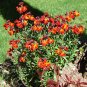 WALLFLOWER ENGLISH Cheiranthus Cheiri - 5,000 Bulk Seeds