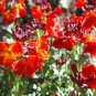 WALLFLOWER ENGLISH Cheiranthus Cheiri - 5,000 Bulk Seeds
