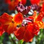 WALLFLOWER ENGLISH Cheiranthus Cheiri - 5,000 Bulk Seeds