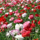 POPPY SHIRLEY DOUBLE MIXED COLORS Papaver Rhoeas - 15,000  Bulk Seeds