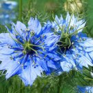 LOVE IN A MIST JEWELS MIX Nigella Damascena - 1,000 Seeds LOVE IN A MIST JEWELS MIX Nigella Damascena - 1,000 Seeds