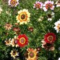 WILDFLOWER MIX CASCADE KALEIDOSCOPE - 1 Oz Bulk Seeds