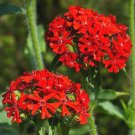 MALTESE CROSS Lychnis Chalcedonica - 10,000 Bulk Seeds MALTESE CROSS Lychnis Chalcedonica - 10,000 Bulk Seeds