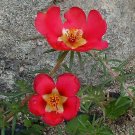 PURSLANE TOUCAN SCARLET SHADES Portulaca Oleracea - 50 Bulk Seeds PURSLANE TOUCAN SCARLET SHADES Portulaca Oleracea - 50 Bulk Seeds