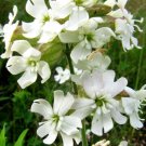 CATCHFLY NODDING WHITE SNOWDROP Silene Pendula - 1,000 Bulk Seeds CATCHFLY NODDING WHITE SNOWDROP Silene Pendula - 1,000 Bulk Seeds