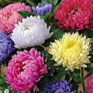 ASTER PAEONY DUCHESS MIXED COLORS Callistephus Chinensis - 20 Seeds ASTER PAEONY DUCHESS MIXED COLORS Callistephus Chinensis - 20 Seeds