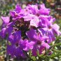 MOSS VERBENA Verbena Tenuisecta - 200 Seeds