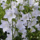 BELLFLOWER WILLOW PEACH LIVED WHITE Campanula Persicifolia - 100 Seeds