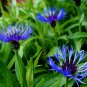 CORNFLOWER MOUNTAIN BLUET PERENNIAL Centaurea Montana - 20 Seeds