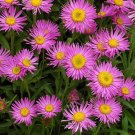 ASTER ALPINE PINK Aster Alpinus - 50 Seeds ASTER ALPINE PINK Aster Alpinus - 50 Seeds