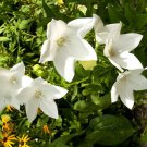 BALLOON FLOWER WHITE Platycodon Grandiflorus - 100 Seeds