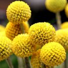 CRASPEDIA BILLY BUTTONS Craspedia Globosa - 50 Seeds CRASPEDIA BILLY BUTTONS Craspedia Globosa - 50 Seeds