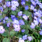 BROWALLIA Browallia Americana - 1,000 Bulk Seeds BROWALLIA Browallia Americana - 1,000 Bulk Seeds