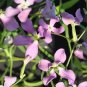 NIGHT SCENTED STOCK Matthiola Bicornis - 10,000 Bulk Seeds