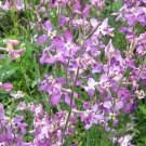 NIGHT SCENTED STOCK Matthiola Bicornis - 50,000 Bulk Seeds