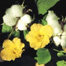 COTTON LEVANT Gossypium Herbaceum - 50 Bulk Seeds