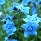 FORGET ME NOT CHINESE BLUE Cynoglossum Amabile - 5,000 Bulk Seeds FORGET ME NOT CHINESE BLUE Cynoglossum Amabile - 5,000 Bulk Seeds