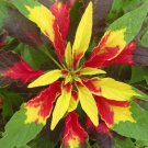AMARANTHUS PERFECTA Amaranthus Tricolor - 1,000 Bulk Seeds