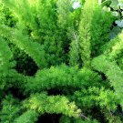 ASPARAGUS FOXTAIL FERN Asparagus Densiflorus Meyeri - 100 Bulk Seeds
