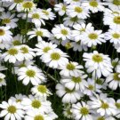 BRACHYCOME WHITE Brachycome Iberidifolia  - 1,000 Bulk Seeds