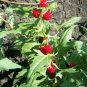 SPINACH STRAWBERRY STICKS Chenopodium Foliosum - 500 Bulk Seeds