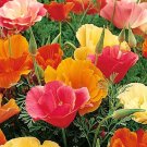 CALIFORNIA POPPY MISSION BELL Eschscholzia Californica - 50,000  Bulk Seeds