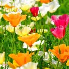 CALIFORNIA POPPY MIXED COLORS Eschscholzia Californica - 50,000 Bulk Seeds