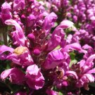 PRUNELLA SELF HEAL RED PURPLE Prunella Grandiflora Rubra - 125 Bulk Seeds