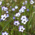 BIRD'S EYE Gilia Tricolor- 20,000 Bulk Seeds