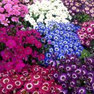 CINENARIA HYBRIDS MIXED COLORS Cineraria Cruenta Amigo - 100 Bulk Seeds
