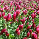 CLOVER CRIMSON RED Trifolium Incarnatum - 50,000 Bulk Seeds