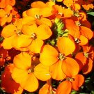 WALLFLOWER SIBERIAN Cheiranthus Allionii - 5,000 Bulk Seeds WALLFLOWER SIBERIAN Cheiranthus Allionii - 5,000 Bulk Seeds