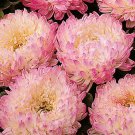 ASTER PAEONY DUCHESS APRICOT Callistephus Chinensis - 20 Seeds ASTER PAEONY DUCHESS APRICOT Callistephus Chinensis - 20 Seeds