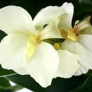 CANNA WHITE Canna x Generalis - 50 Bulk Seeds