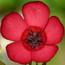 FLAX SCARLET RED ANNUAL Linum Grandiflorum Rubrum - 500 Seeds