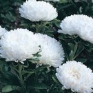 ASTER MILADY WHITE DWARF Callistephus Chinensis - 20 Seeds ASTER MILADY WHITE DWARF Callistephus Chinensis - 20 Seeds