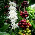 COFFEE ARABIAN Coffea Arabica Nana - 100 Bulk Seeds COFFEE ARABIAN Coffea Arabica Nana - 100 Bulk Seeds