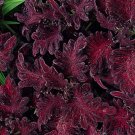 COLEUS BLACK DRAGON Solenostemon Scutellarioides - 200 Bulk Seeds