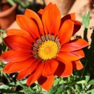 GAZANIA GARDEN LEADER BRONZE Gazania Rigens - 200 Bulk Seeds GAZANIA GARDEN LEADER BRONZE Gazania Rigens - 200 Bulk Seeds