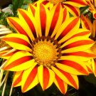 GAZANIA GARDEN LEADER RED STRIPED Gazania Rigens - 200 Bulk Seeds GAZANIA GARDEN LEADER RED STRIPED Gazania Rigens - 200 Bulk Seeds