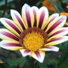 GAZANIA GARDEN LEADER ROSE STRIPED Gazania Rigens - 200 Bulk Seeds GAZANIA GARDEN LEADER ROSE STRIPED Gazania Rigens - 200 Bulk Seeds