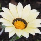 GAZANIA GARDEN LEADER WHITE Gazania Rigens - 200 Bulk Seeds GAZANIA GARDEN LEADER WHITE Gazania Rigens - 200 Bulk Seeds
