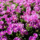 ICE PLANT PINK TABLE MOUNTAIN Delosperma Cooperi - 200 Bulk Seeds