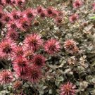 NEW ZEALAND BURR BRONZE Acaena Microphylla - 250 Bulk Seeds