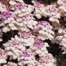 CANDYTUFT GIBRALTAR PERENNIAL Iberis Gibraltarica - 1,000 Bulk Seeds CANDYTUFT GIBRALTAR PERENNIAL Iberis Gibraltarica - 1,000 Bulk Seeds