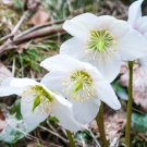 CHRISTMAS ROSE Helleborus Niger - 100 Bulk Seeds
